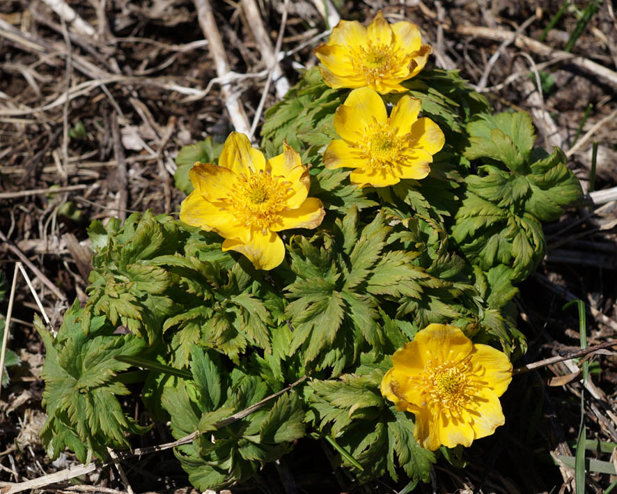 Image of Trollius ranunculinus specimen.