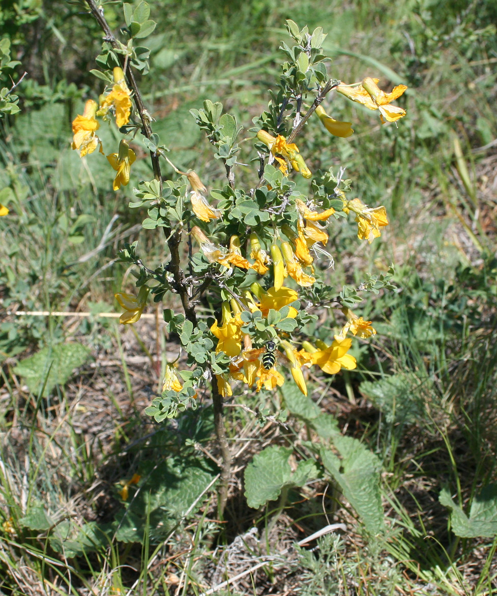 Image of Caragana frutex specimen.