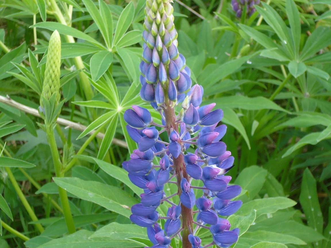 Изображение особи Lupinus polyphyllus.