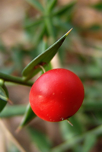 Image of Ruscus aculeatus specimen.