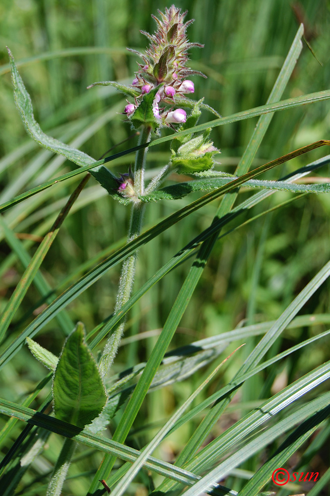 Изображение особи Stachys palustris.