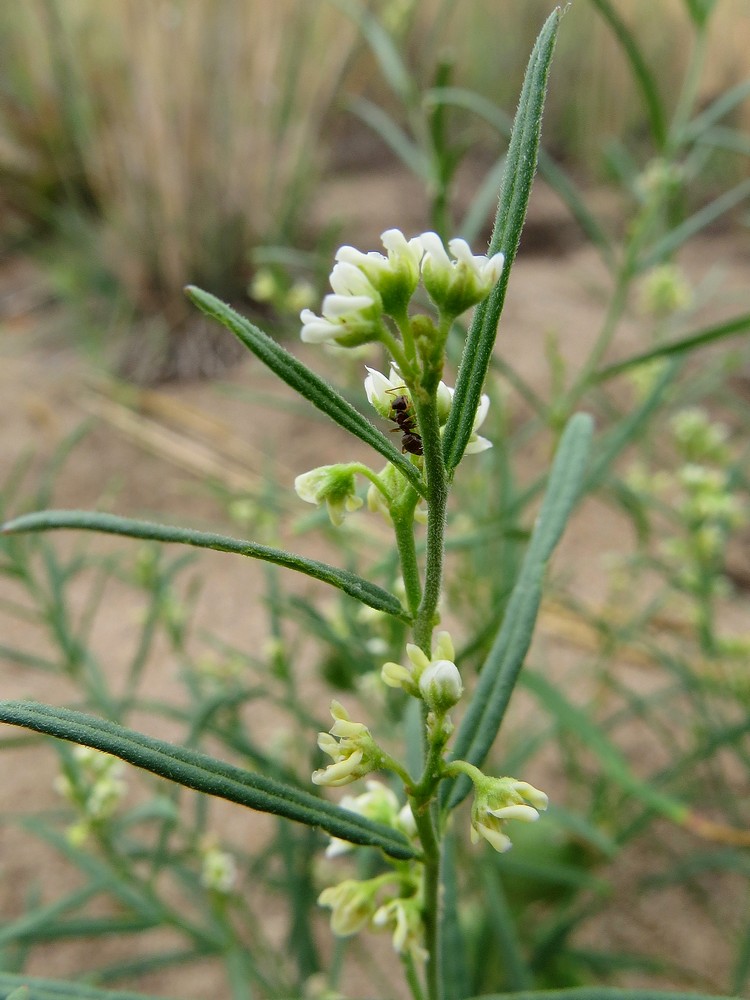 Image of Vincetoxicum sibiricum specimen.