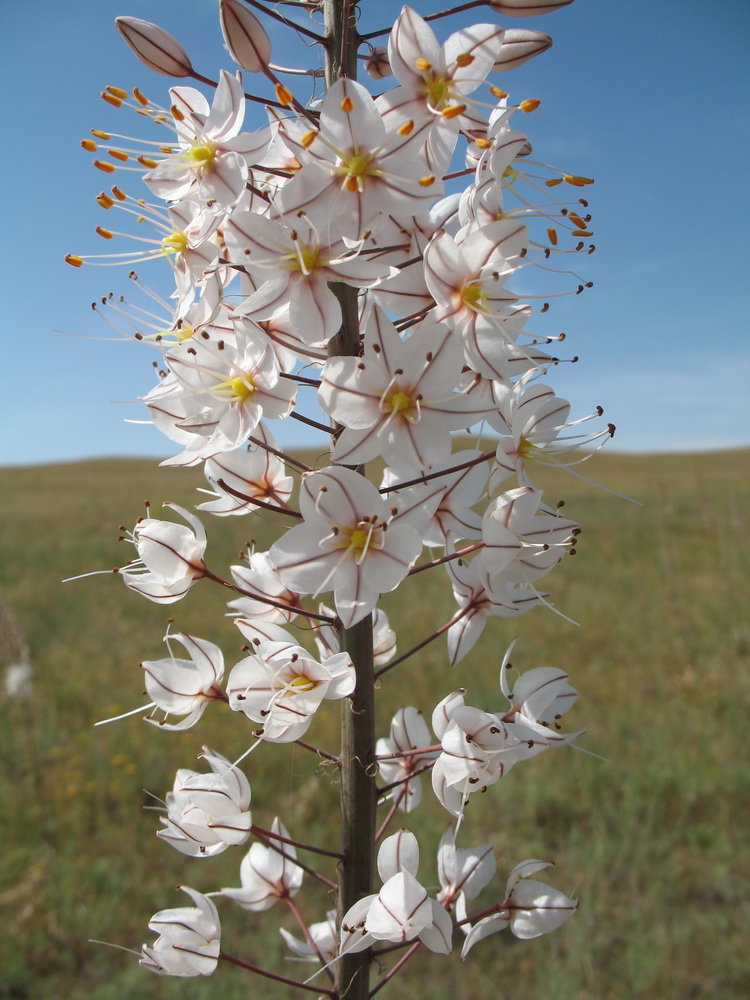 Image of Eremurus tianschanicus specimen.