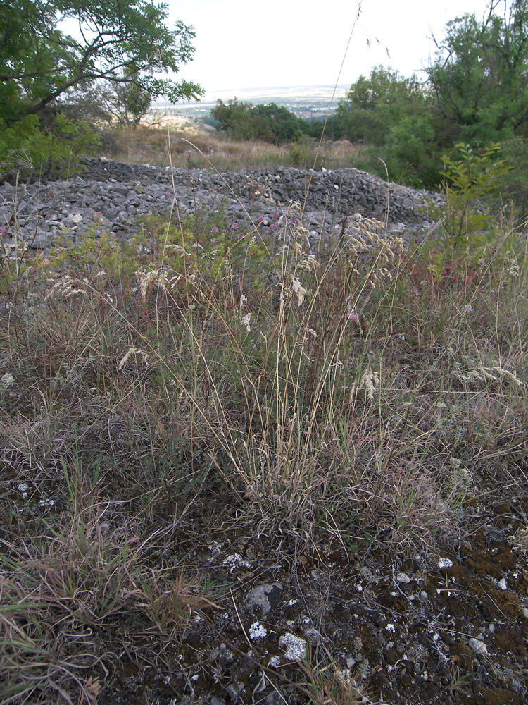 Image of Poa badensis specimen.