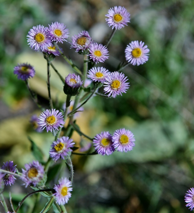 Image of genus Erigeron specimen.