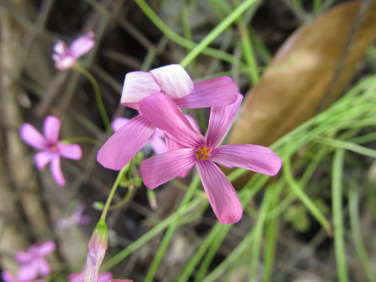 Image of Oxalis articulata specimen.