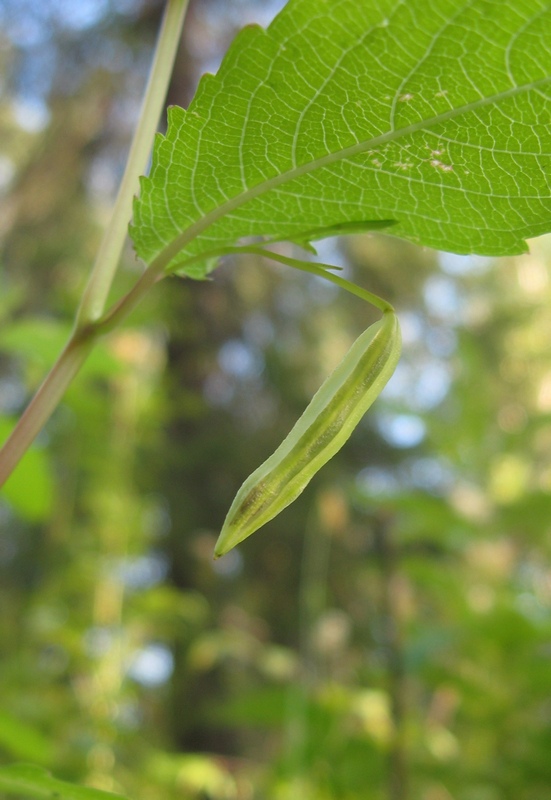 Image of Impatiens noli-tangere specimen.