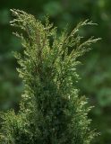 Juniperus scopulorum