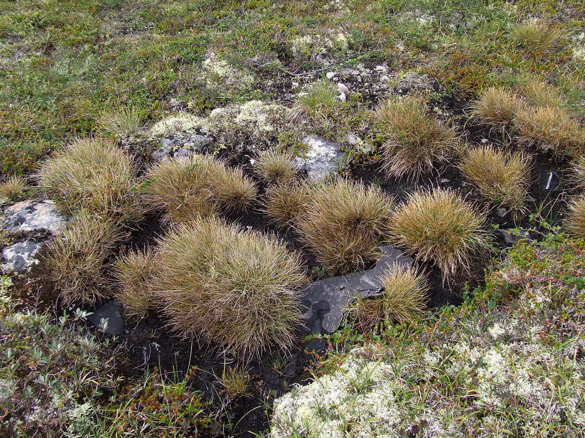 Image of Juncus trifidus specimen.