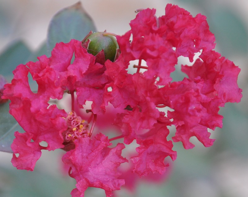 Image of Lagerstroemia indica specimen.