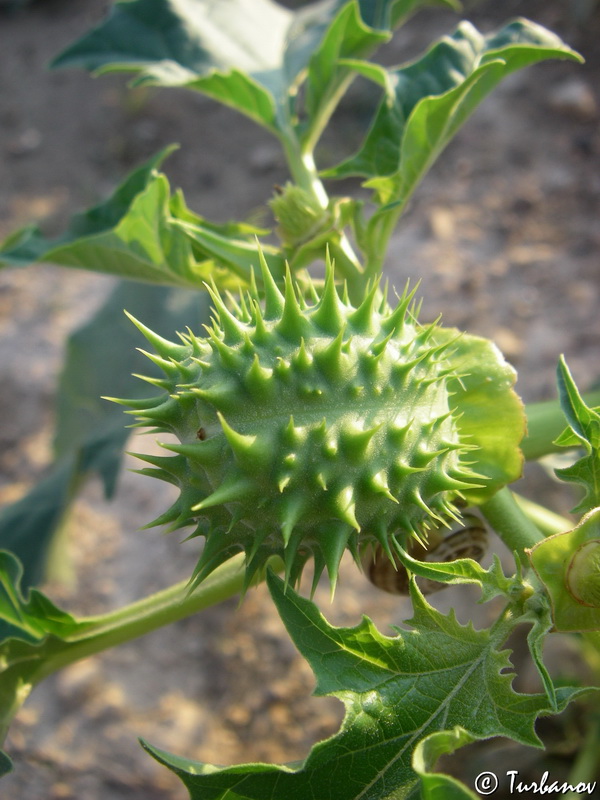 Изображение особи Datura stramonium.