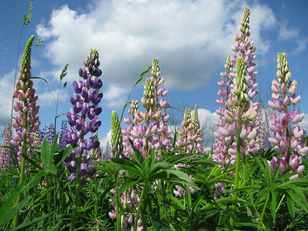 Image of Lupinus &times; regalis specimen.