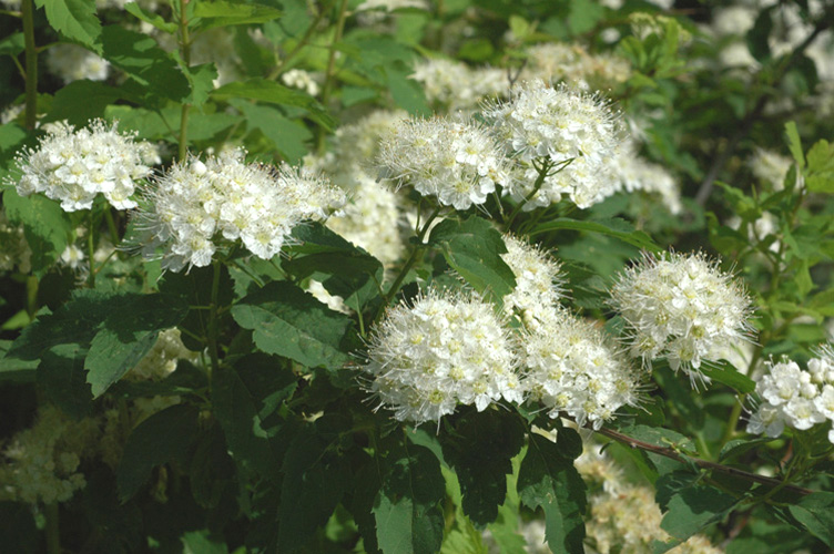 Изображение особи Spiraea schinabecki.