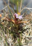 Trientalis europaea. Цветущее растение на луговинке у ручья. Мурманская обл., Кольский р-н, окр. пос. Дальние Зеленцы, берег Баренцева моря. 21.06.2015.