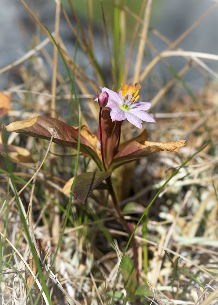 Image of Trientalis europaea specimen.