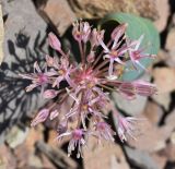 Allium karataviense ssp. henrikii