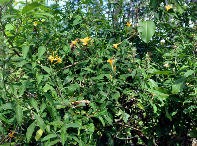 Image of Barleria prionitis specimen.