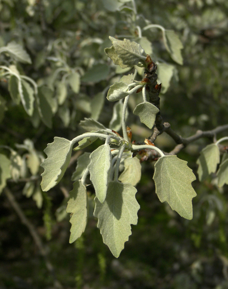 Изображение особи Populus alba.