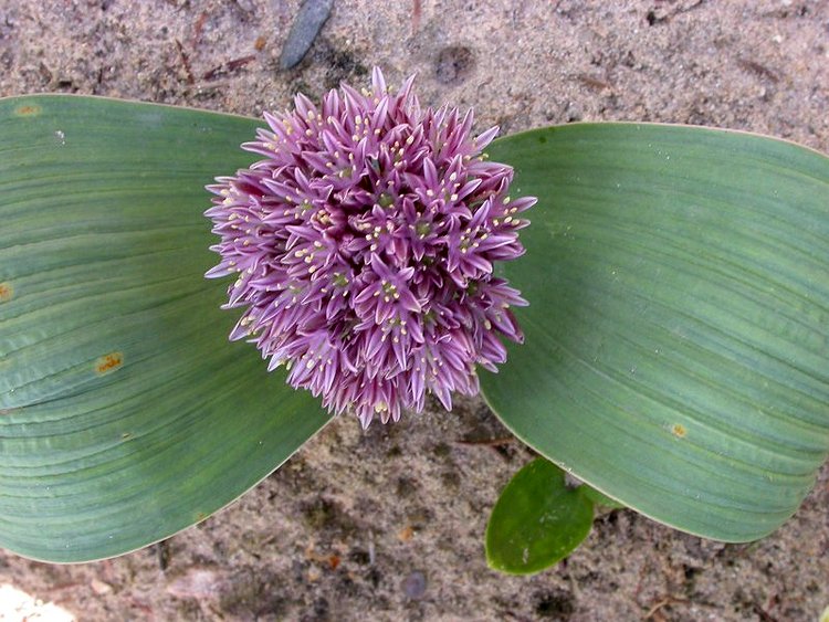 Image of Allium akaka specimen.