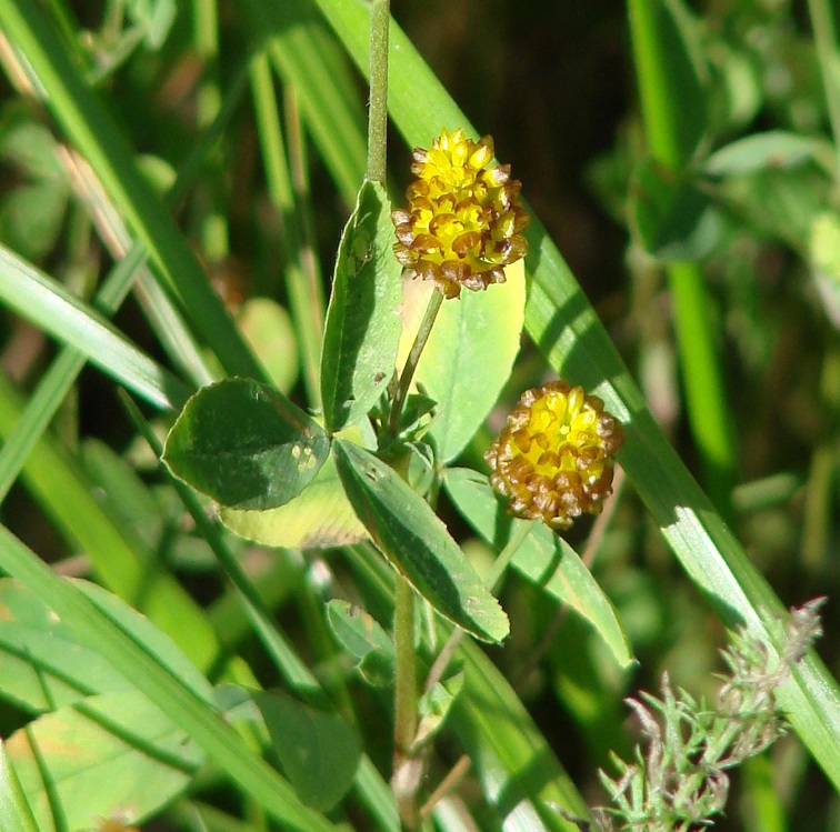 Image of Trifolium spadiceum specimen.