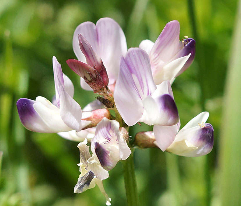 Изображение особи Astragalus alpinus.