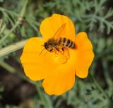 Eschscholzia californica. Цветок с собирающей пыльцу пчелой медоносной (Apis mellifera L.). Восточный Казахстан, Уланский р-н, с. Украинка, дачный участок, в культуре. 01.08.2014.