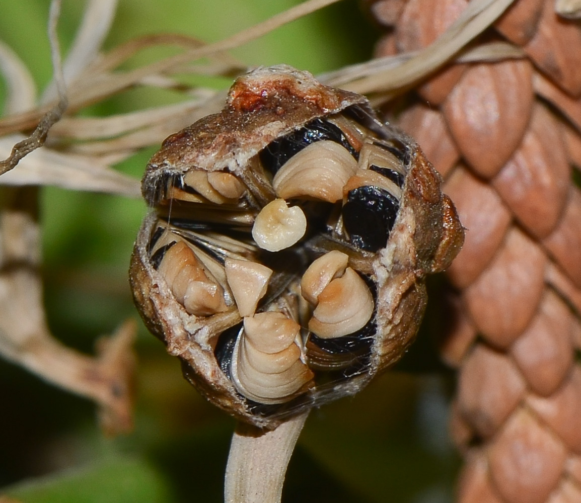 Image of Agave attenuata specimen.