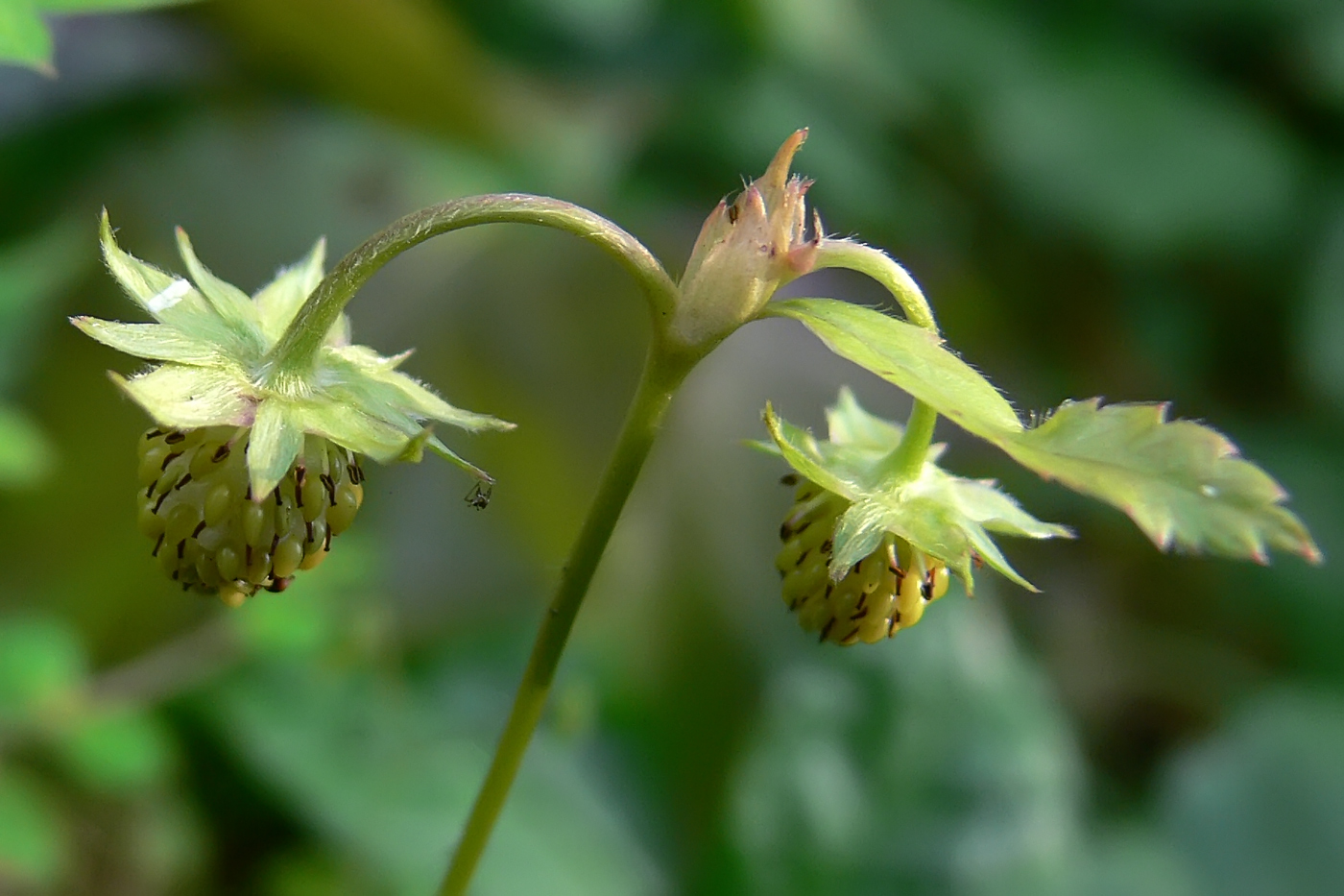 Изображение особи Fragaria vesca.