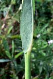 Sonchus arvensis subspecies uliginosus. Основание листа (нижняя сторона). Челябинская обл., окр. г. Челябинск, Золотая горка, обочина дороги в берёзовом лесу. 21.08.2015.