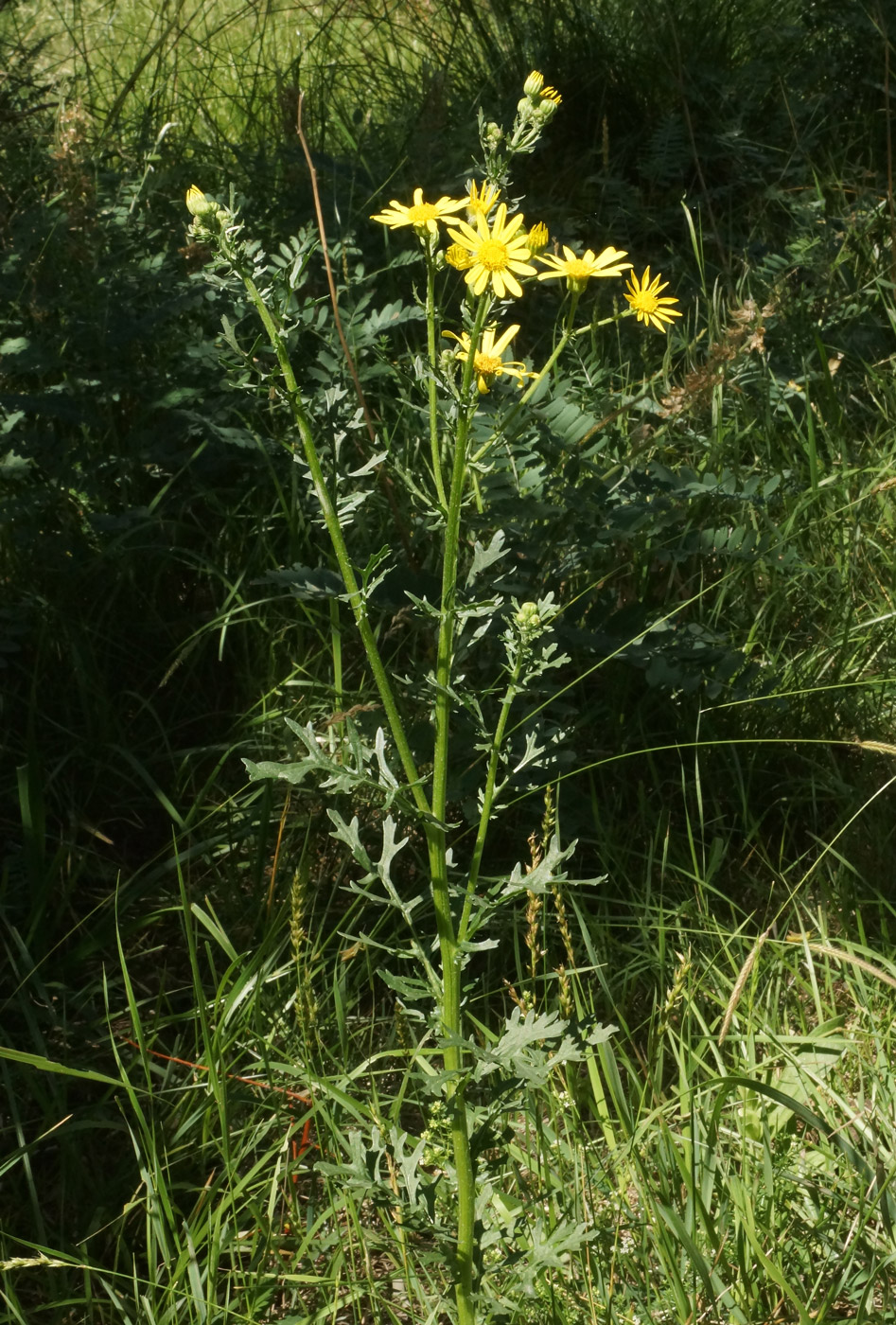 Изображение особи Senecio jacobaea.