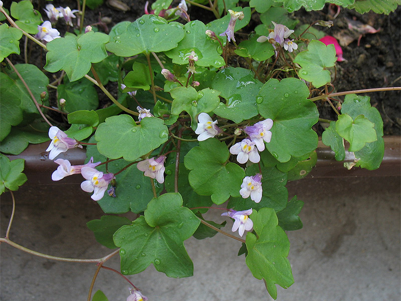 Image of Cymbalaria muralis specimen.