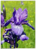 Iris sibirica. Цветок. Республика Татарстан, г. Казань, пойма р. Казанка. 07.06.2004.