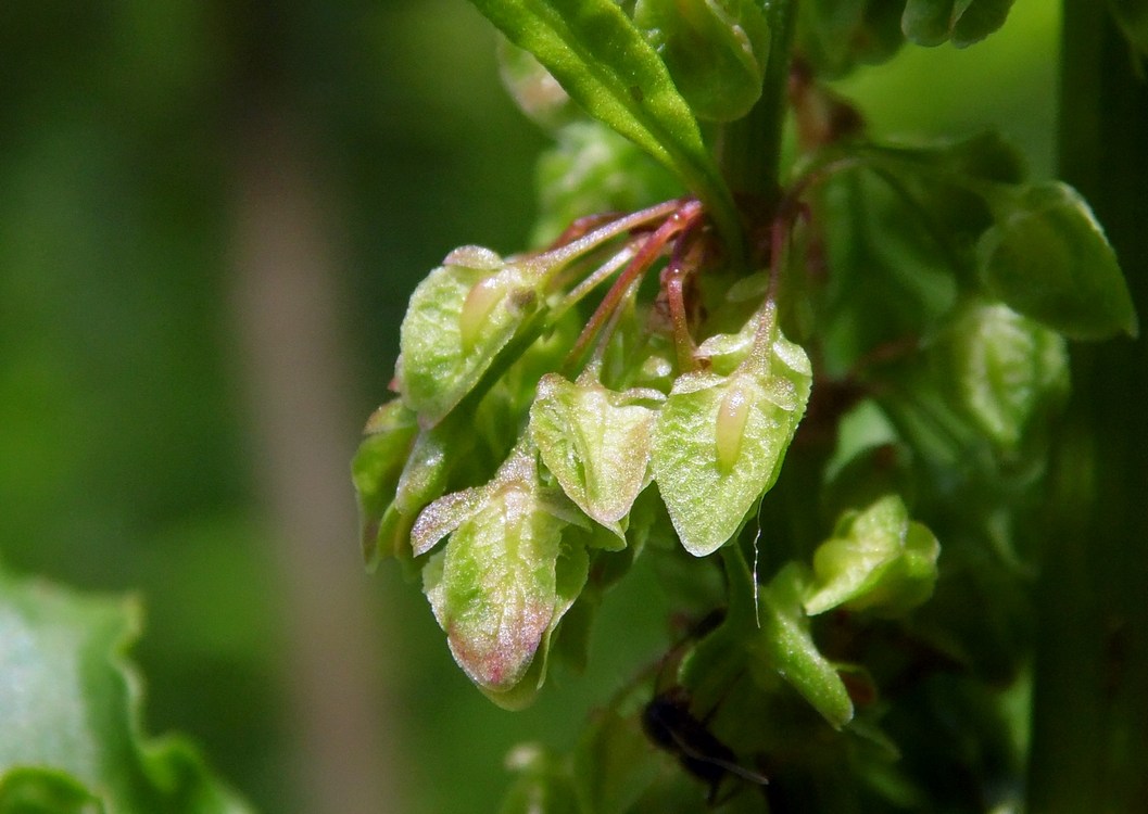 Изображение особи Rumex crispus.