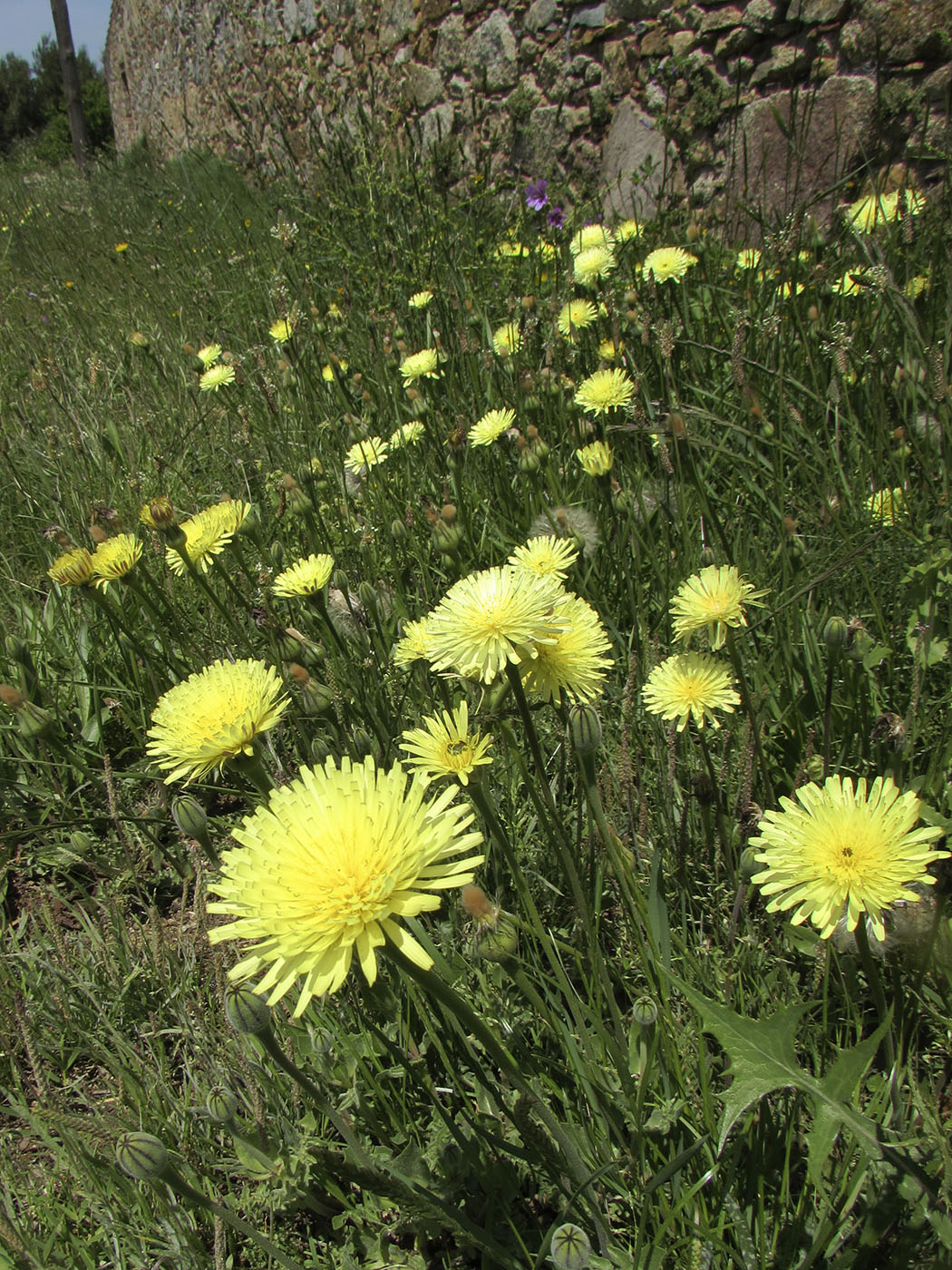 Изображение особи Urospermum dalechampii.