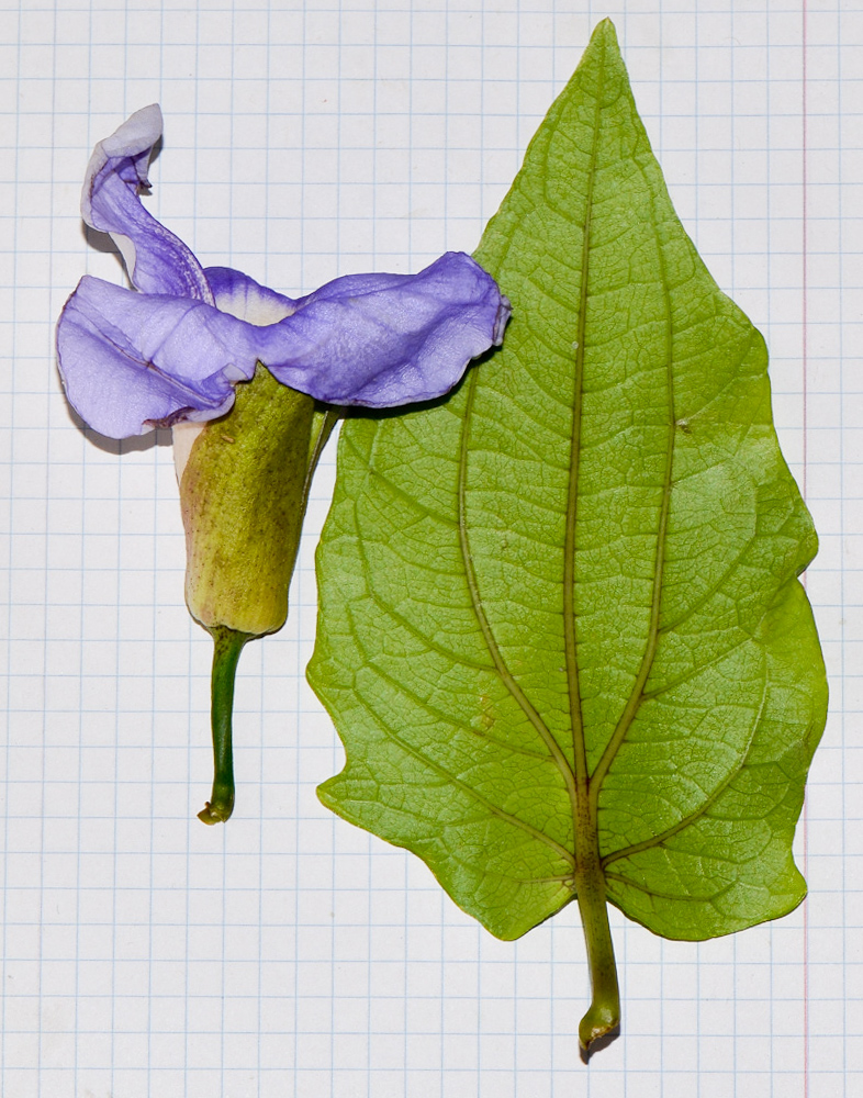 Image of Thunbergia laurifolia specimen.