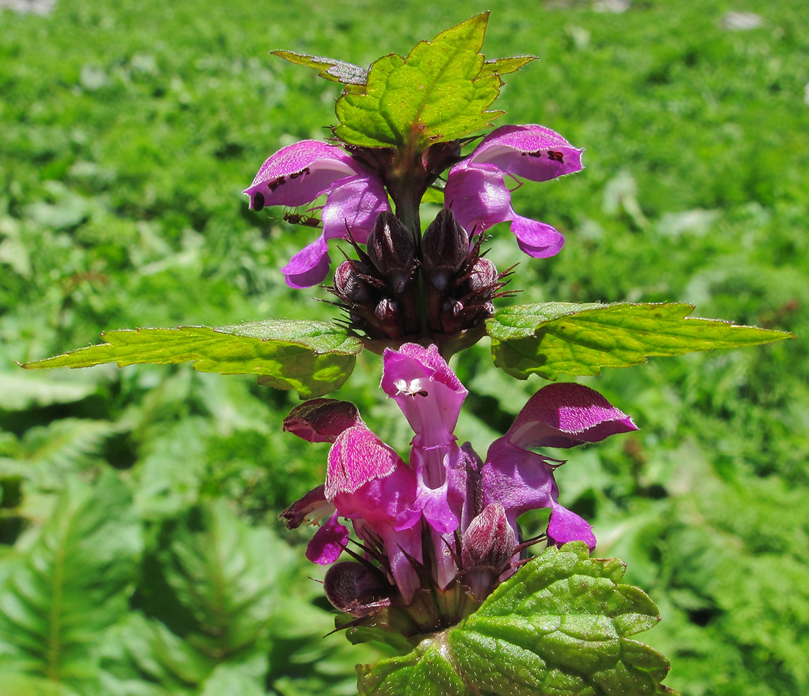 Image of Lamium maculatum specimen.