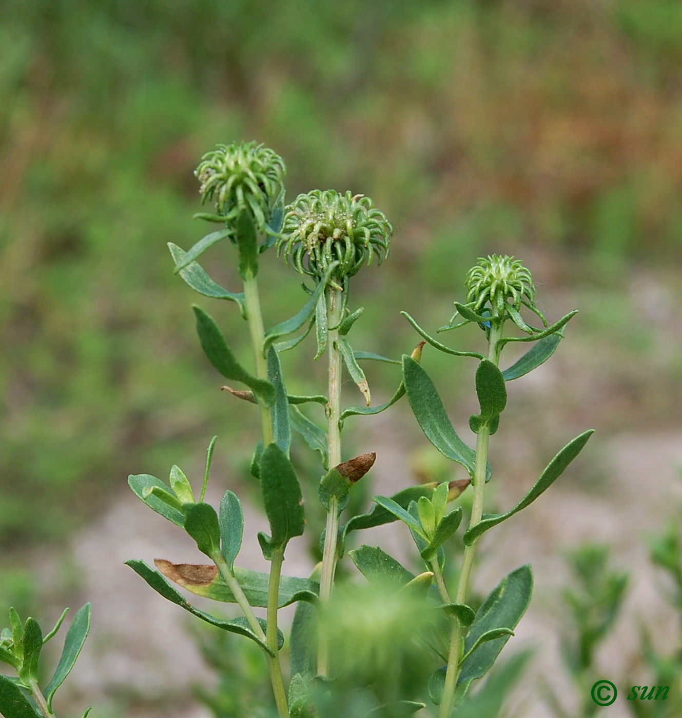 Image of Grindelia squarrosa specimen.