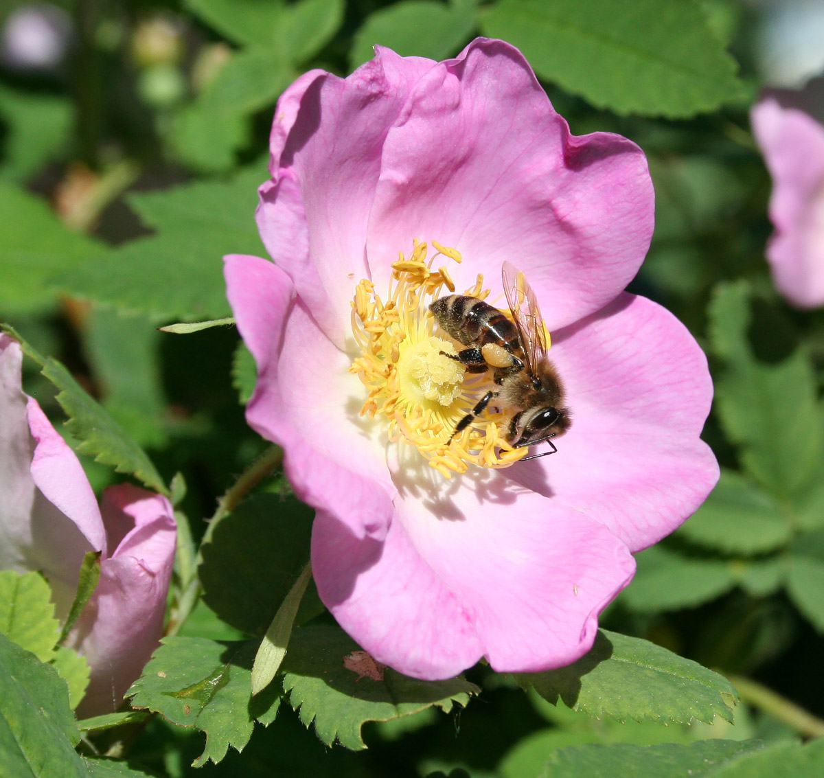 Image of Rosa acicularis specimen.