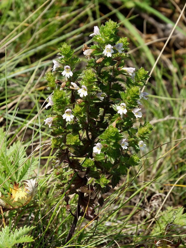 Image of Euphrasia maximowiczii specimen.