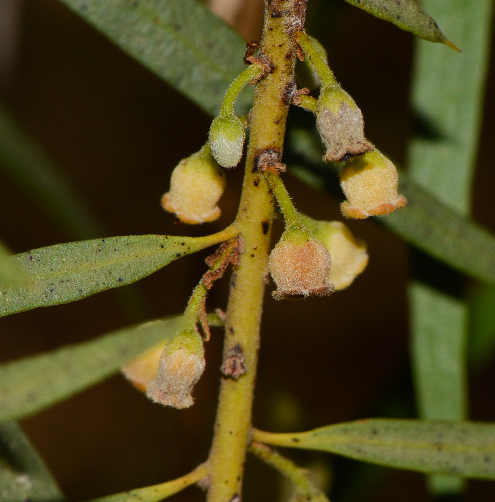 Image of Euclea pseudebenus specimen.