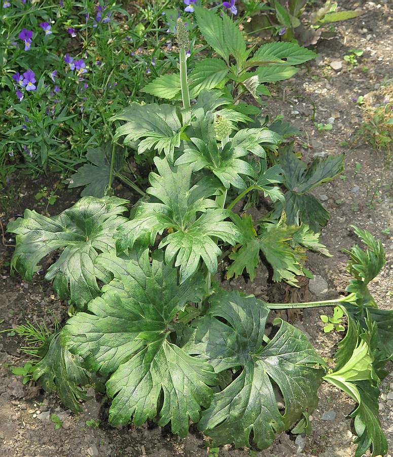 Image of Aconitum desoulavyi specimen.