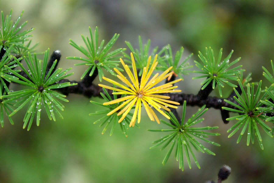 Image of Larix gmelinii specimen.