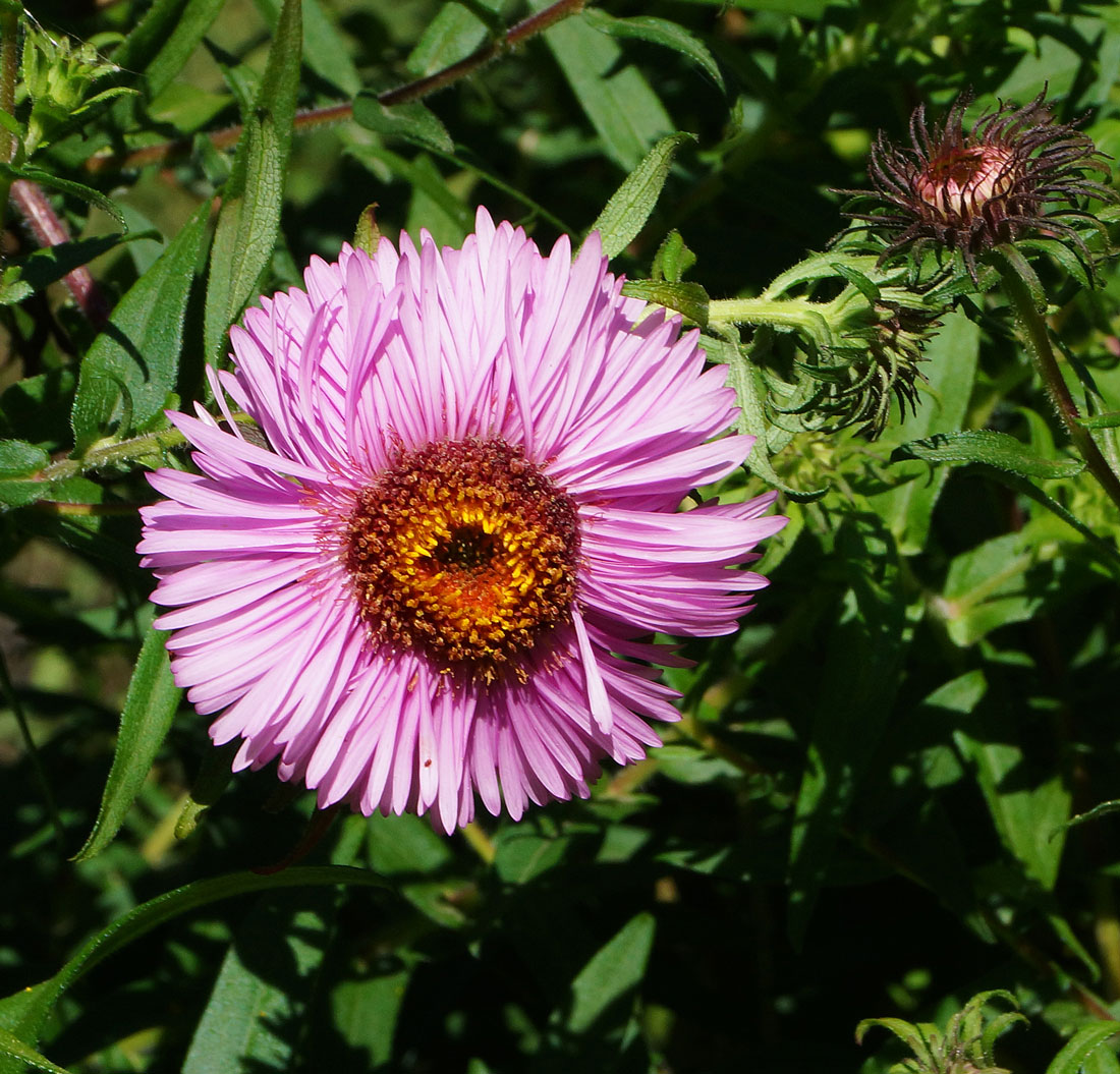 Изображение особи Symphyotrichum novae-angliae.