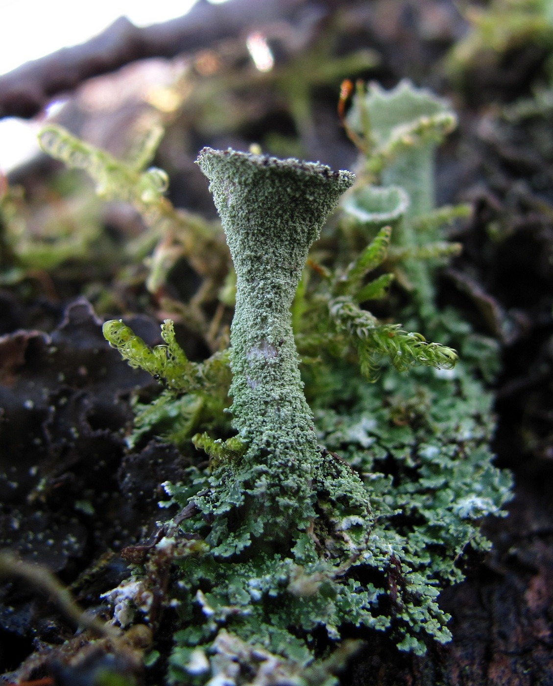 Изображение особи Cladonia fimbriata.