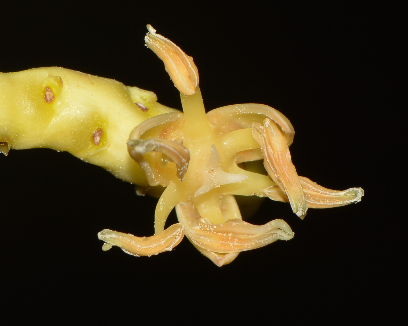 Image of Cocos nucifera specimen.