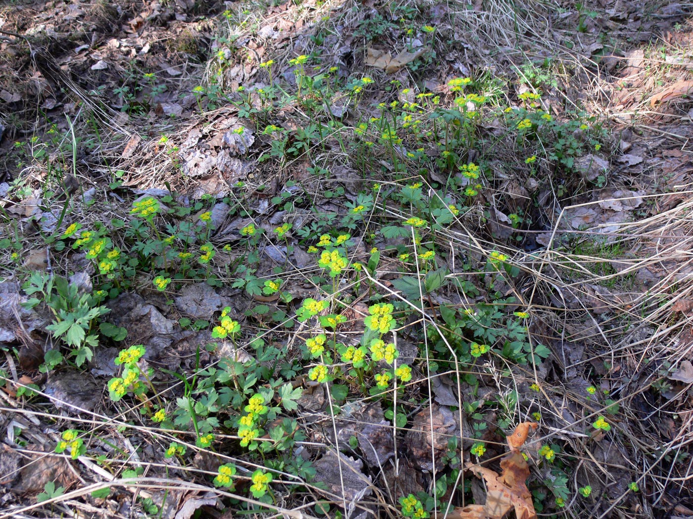 Изображение особи Chrysosplenium alternifolium.