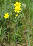 Potentilla argentea