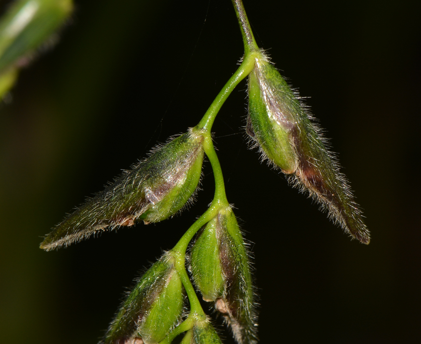 Image of Thalia geniculata specimen.