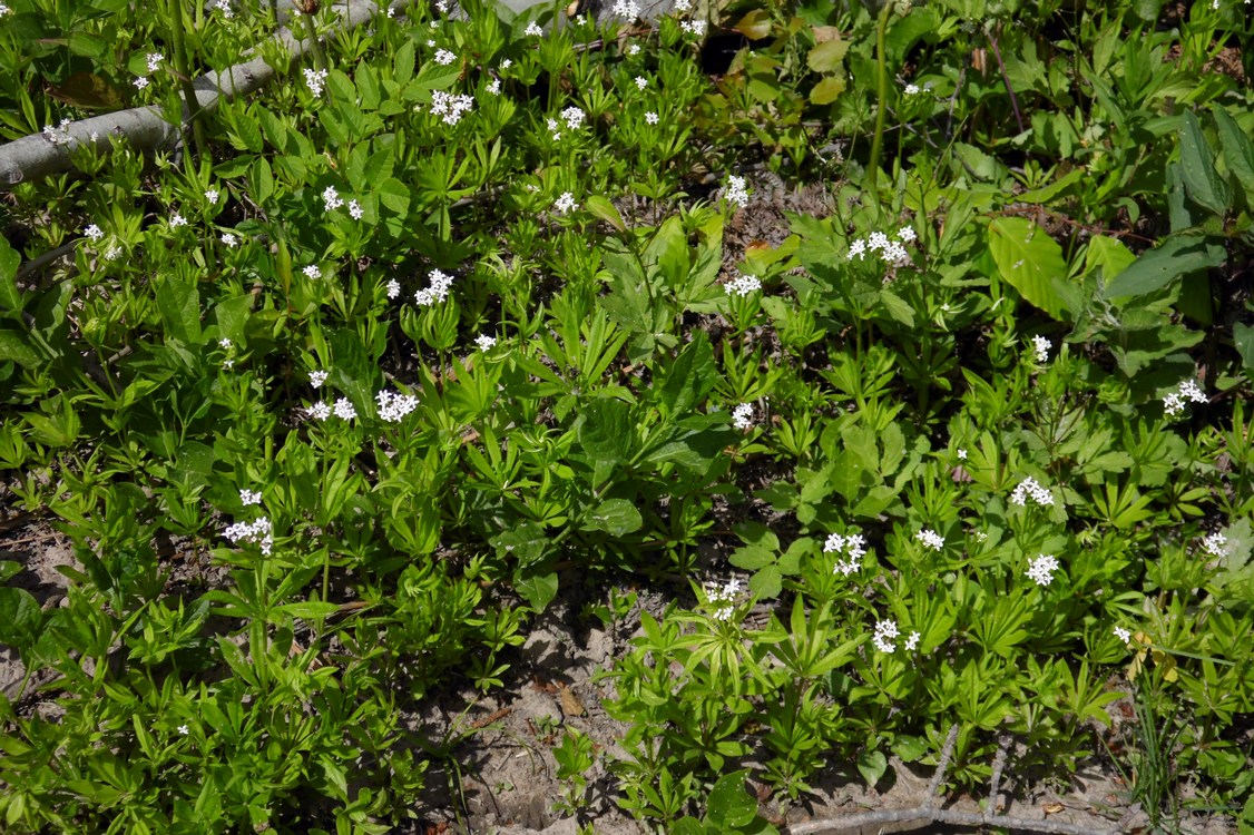 Image of Galium odoratum specimen.