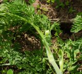 Anthriscus sylvestris разновидность nemorosa. Верхушка бутонизирующего растения. Восточный Казахстан, Глубоковский р-н, окр. с. Тарханка, крутой берег ручья. 10.05.2017.